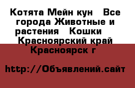 Котята Мейн кун - Все города Животные и растения » Кошки   . Красноярский край,Красноярск г.